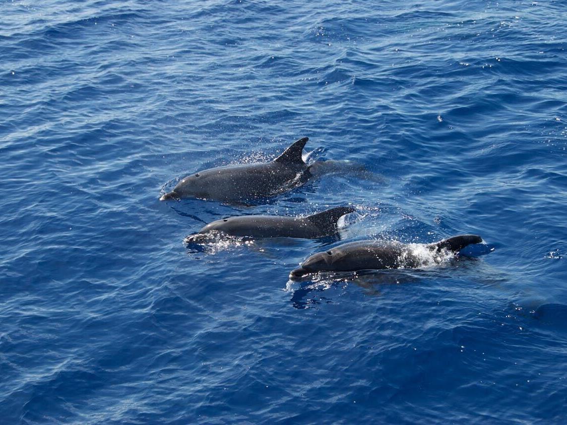 Alarming research reveals why dolphins are dying younger